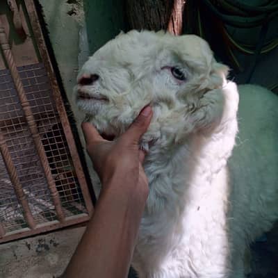 Vip mundra baccha for sell