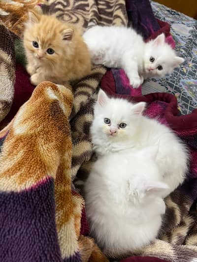 pure Persian Kittens Available in bulk