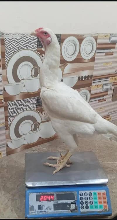 *White shamo Females for sale*