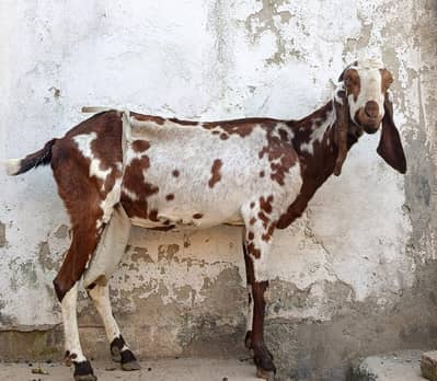 Healthy Bakrian For Sale. Male/Female Mix-Urgent Sale