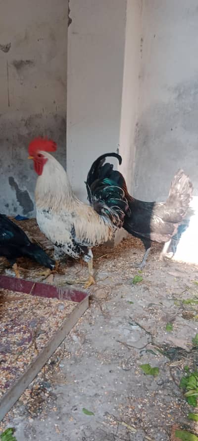 Desi Egg lying Hens & Roaster