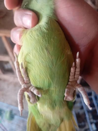 available  Healthy activitie ha Location Multan