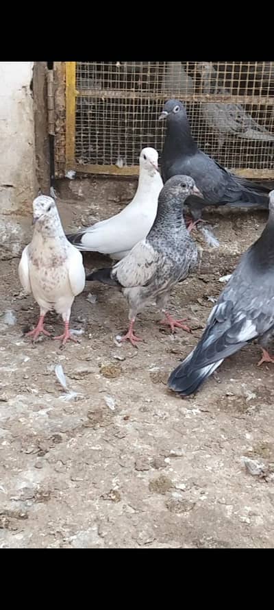 Pigeon For Sale