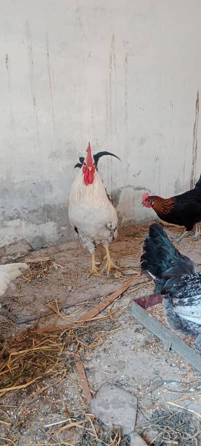 Desi Egg lying Hens & Roaster