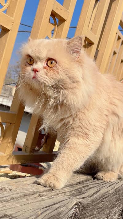 Persian Top Quality Punch Face long Cote