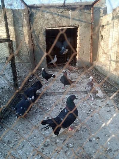 pigeons for sale rawalpindi