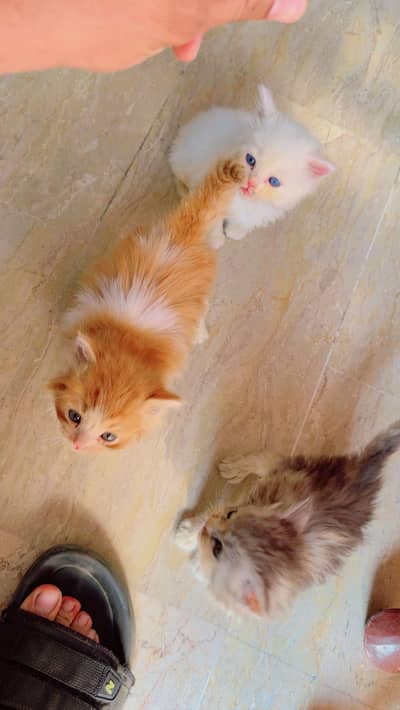 Trio persian  kitten available for sale