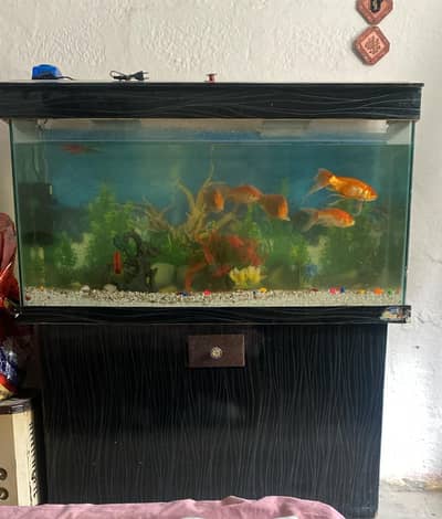 glod fish with full size aquarium