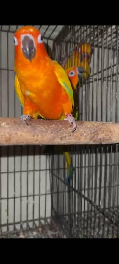 Sunconure 2 breeding pair