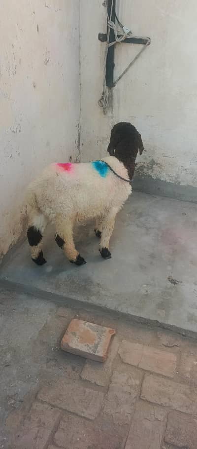 (DUMBA). achi nasal hy bht