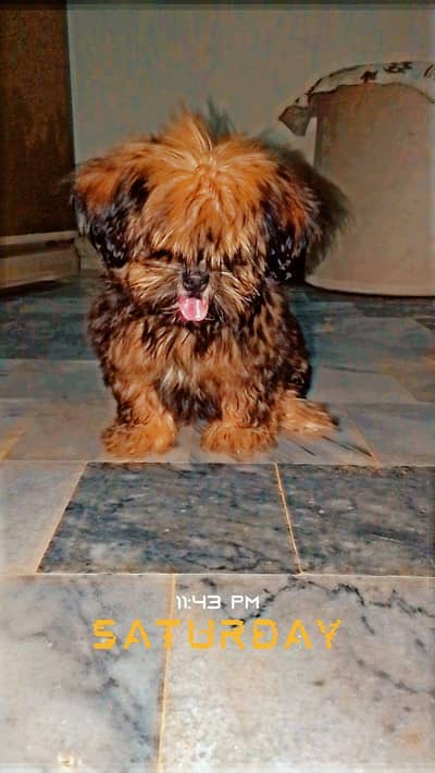 Shihtzu female