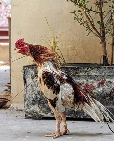 aseel patha available in cheap price