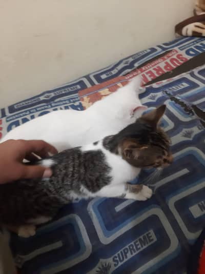 2 cats for sale