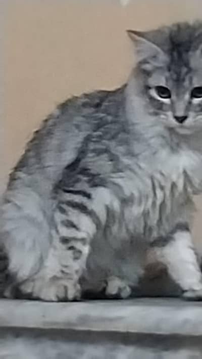 Persian Cat for Sale – Healthy & Playful