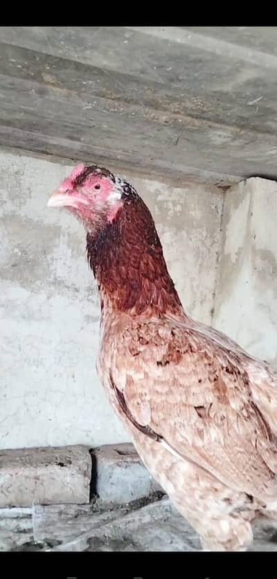 High Quality Aseel  Hen available