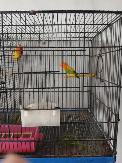 birds with eggs and cages  for sale