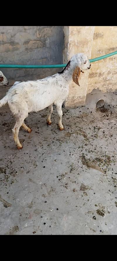 Makhi cheeni teddy cross male aur female for sale