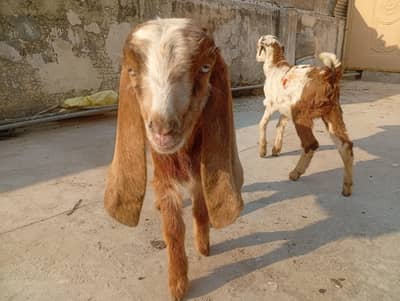 male female age 2_3 months