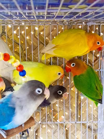 Beautiful Lovebirds for sales