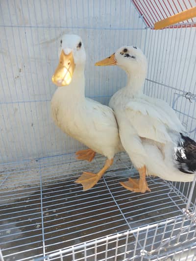 Ducks chicks larg size *tow months *