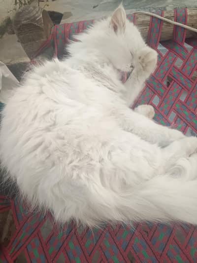 persian trapple cot white color