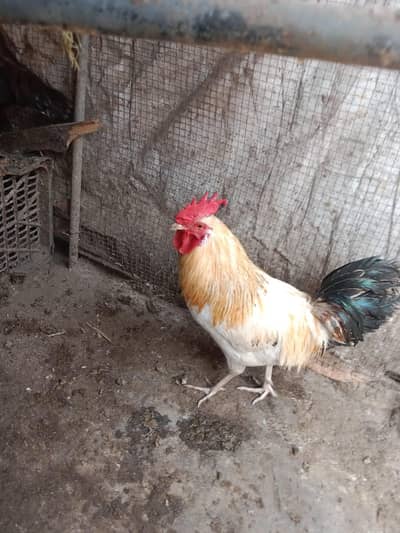 LAST PIECE TO Sell | White Murga For Sale