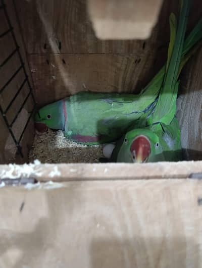 Breeder Pair With Egg For Sale