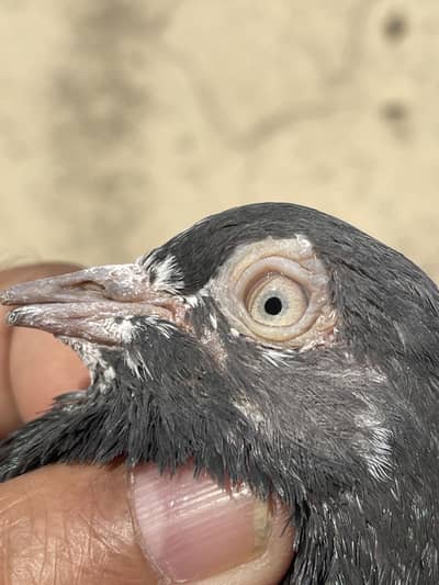 0304 4975050. (500 R. S )