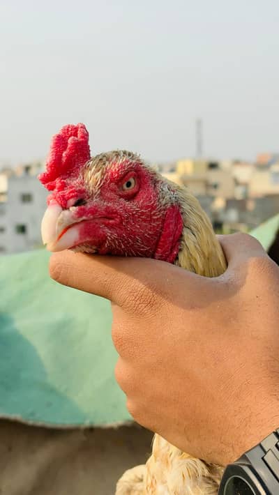 band gadhi long height breeder