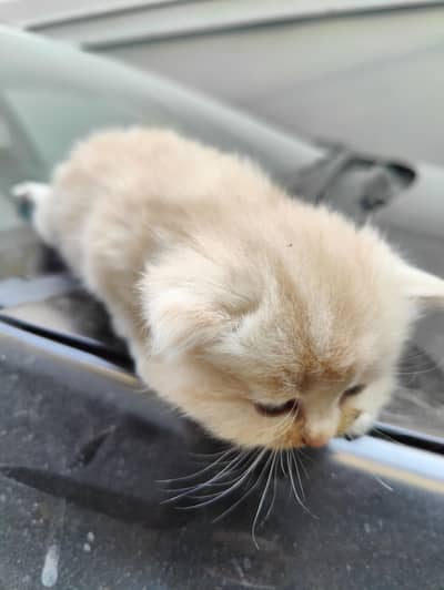 triple coated Persian kittens