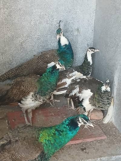 Peacock  2 Male 2 female pied  fir sell