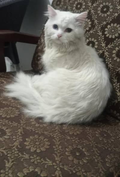 persian cat