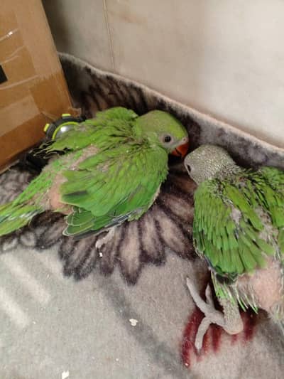 Ringneck baby Home breed