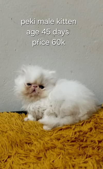 Persian peki kittens for sale