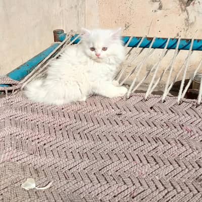 white Persian cat