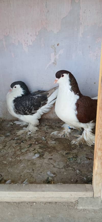 German Sherazi / Mukhi