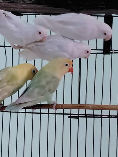 Love Birds