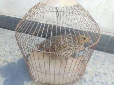 Black teetri breeder