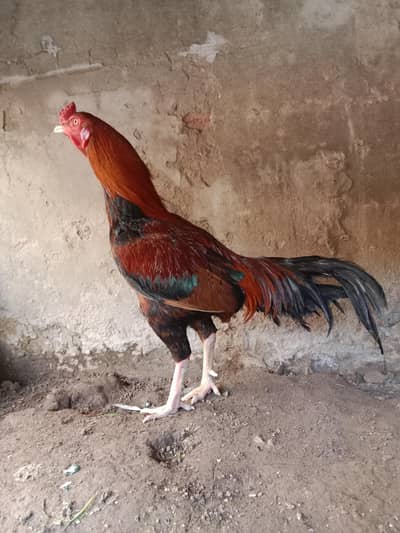 mianwali aseel murga . 03330031118 .