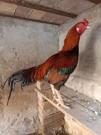 mianwali aseel murga . 03330031118 . contact number