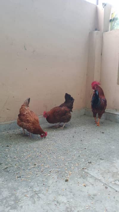 2 Murghian + 1 Murgha with Cage