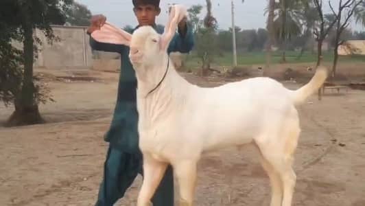 gulabi Bakre for sale03415954390