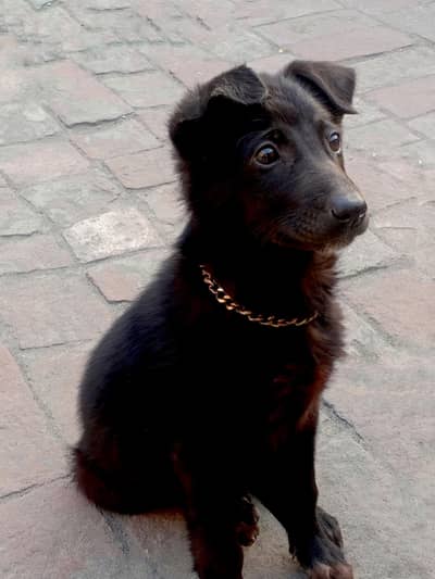 black shepherd cross