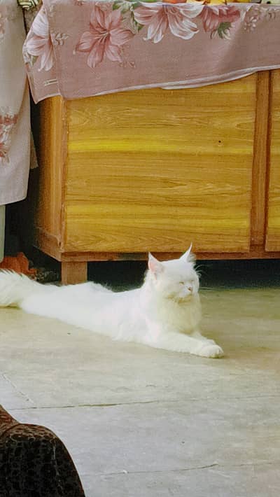 Persian male cat for urgent sale 2 years age double coated