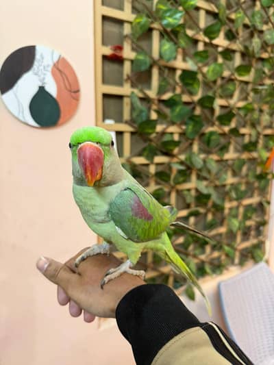 Friendly Hand tame and Talking Raw parrot for sale