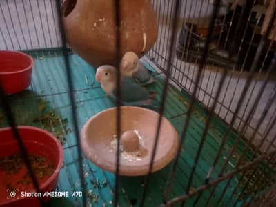 lovebirds and bird cage