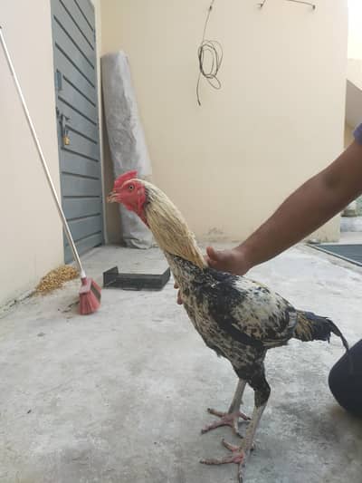 Aseel amroha premium quality