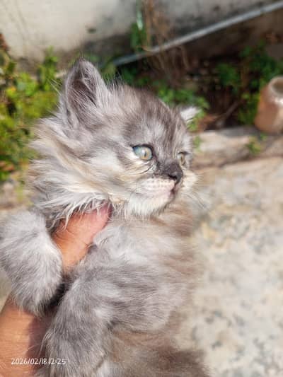 Gary kitten's for adoption