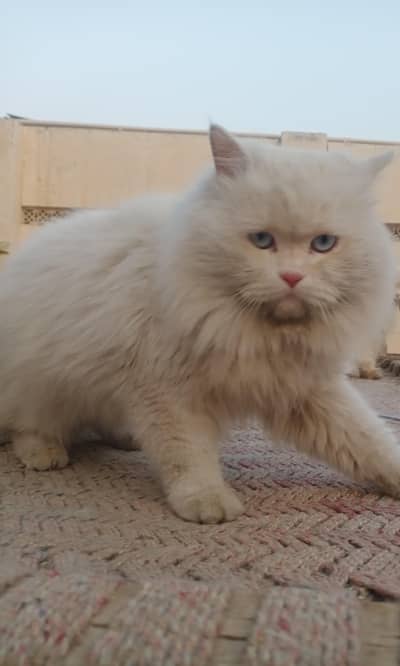 For Cross Male Available Huge Size 03051141169