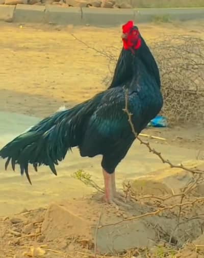 High quality Lasani available  read description